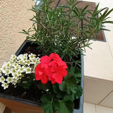 Apartman Sandra -Private Parking And Garden Задар Екстер'єр фото